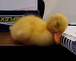 the-personal-quotes:  feeling sad? look at this baby animal blog!