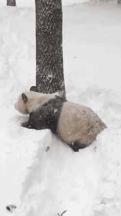Porn Pics gifsboom:  Tian Tian in the Snow. [video][Smithsonian’s