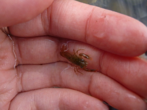 Look at this tiny little crayfish! It’s smaller than my thumbnail.In the last two pictures you can s