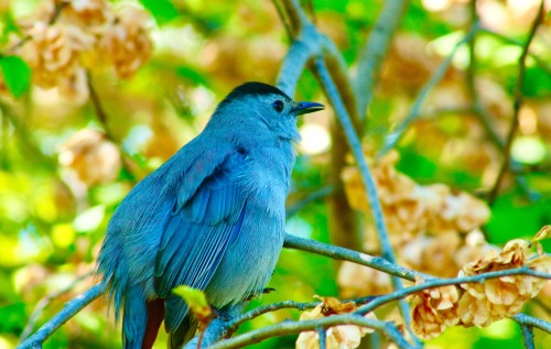 Birds In Central Park And By The Hudson