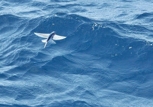 unicorn-meat-is-too-mainstream:  Exocoetidae Fish That Flies 