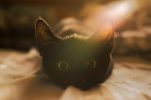 mostlycatsmostly:  (via 092514) 