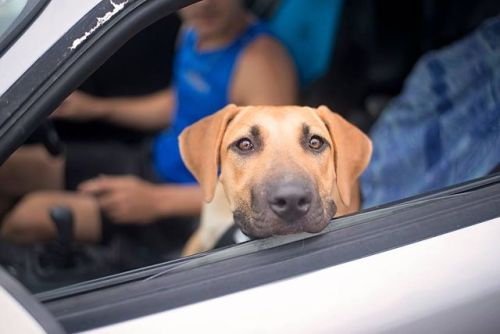 dogsandpupsdaily:- Rhodesian Ridgeback/Great Dane Mix. Want more? Follow:http://dogsandpupsdaily.tum