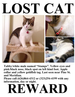 averyniceprince:  hello everyone, i’m sorry to do this here but :( if anyone is in the South Pasadena, California area, please keep a look out for my kitty :( my mom opened the door last night (Jan 7th) and he darted out without her noticing. we’re