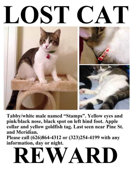 averyniceprince:
“ hello everyone, i’m sorry to do this here but :( if anyone is in the South Pasadena, California area, please keep a look out for my kitty :( my mom opened the door last night (Jan 7th) and he darted out without her noticing. we’re...