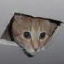 ceiling-cat-3