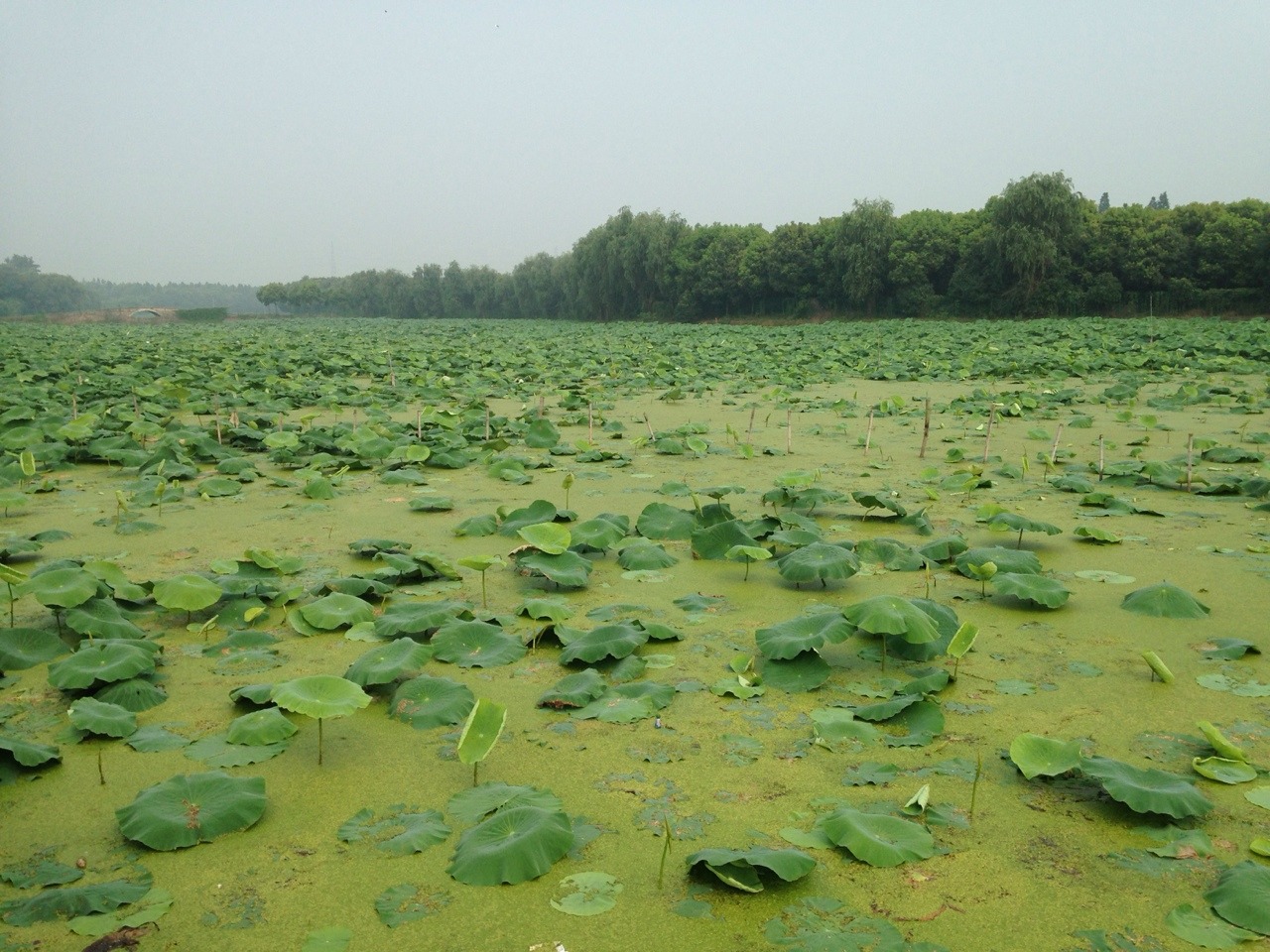 autobaby:  LOTUS SWAMP July/11/2014 
