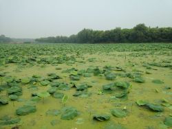 autobaby:  LOTUS SWAMP July/11/2014 