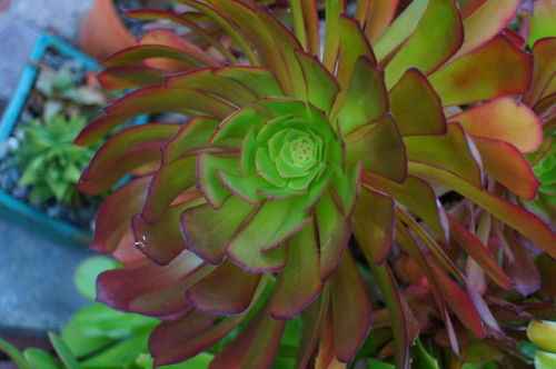 Porn flora-file:Aeoniums (by flora-file) photos