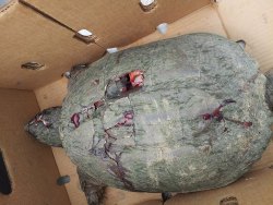 animalcruelty-notok:  Reward offered in turtle