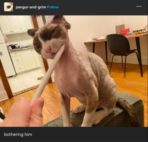 A Tumblr post with a picture of a semi-hairless cat being poked in the face with an apple pen.  Text underneath the image says "bothering him".
