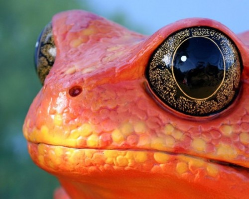 coolthingoftheday:TOP TEN COOLEST ANIMAL EYES 1. Gecko 2. Tarsier 3. Gharial (a member of the croc