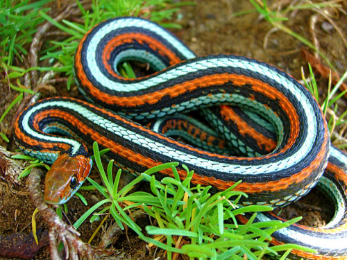 Images Of The San Francisco Garder Snake (Thamnophis Sirtalis Tetrataenia), A Naturally Occuring Endangered