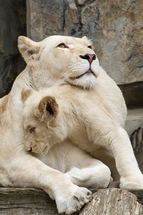 plasmatics:  Love by Karin Vogt 