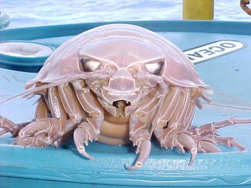 Giant Isopod They are thought to be abundant in cold, deep waters of the Atlantic,Pacific and Indian