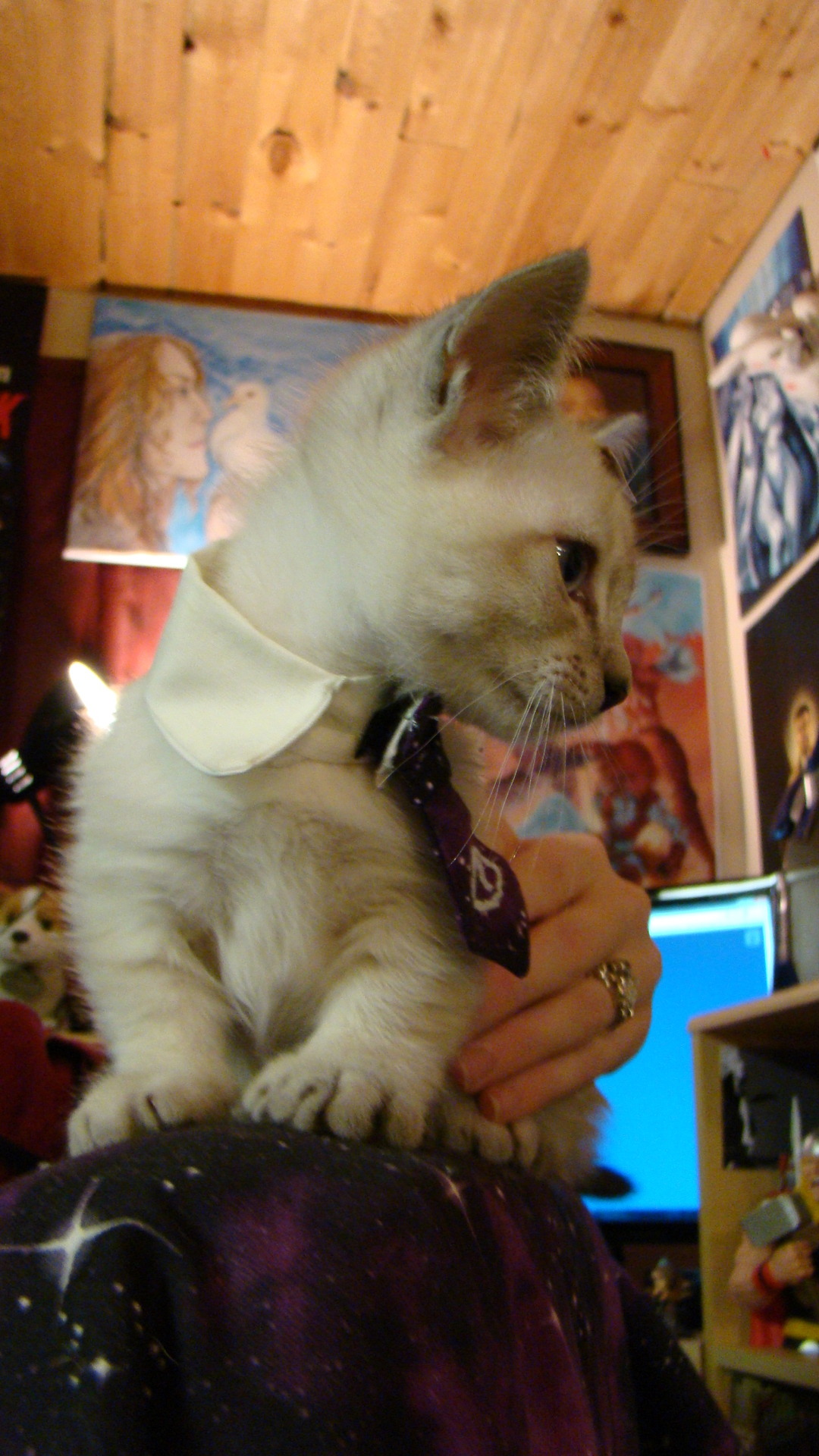 thevvioletprince:  identitypollution:  We just made Cecil (our Munchkin kitten) a