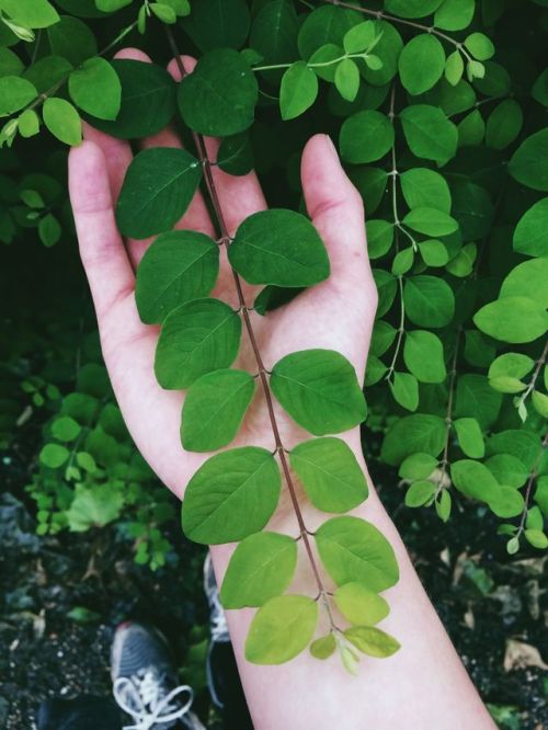 sazclose:  Went for a run this morning for the first time in ages to clear my head and sweat it all out. Found this bush. Reminding me how beautiful growth and change is