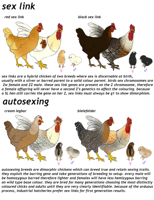 despazito:revised my chicken post, still very basic but its an intro to appearance