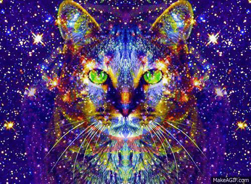 faltariamaspuntocom:  Gato drogata