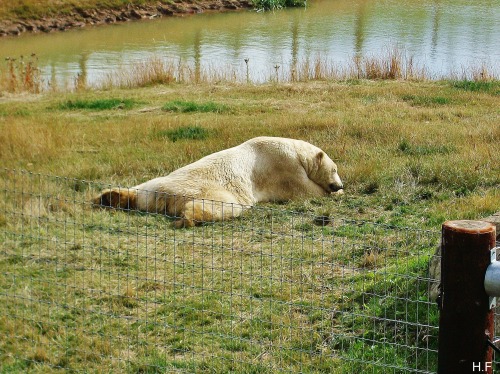 Victor The Polar Bear, In His Reserve At The Yorkshire Wildlife Park.