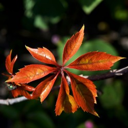 •F  L  O  W  E  R  P  O  R  N•  Un ratito ya sin subir nada de nada, tengo algunas fotos pero ninguna me convencía, así que de nuevo un toma de jardín. 