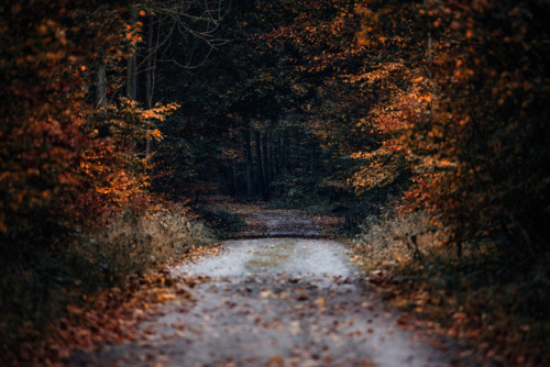 Forstweg im Herbst by Olli Henze Facebook | Waldlandschaft | Posterlounge | Instagram | 500px