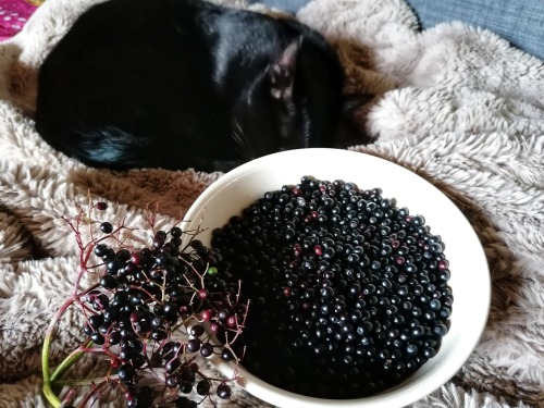 Destemming tiny elderberries when you have a basketful of them feels like those meditation technique