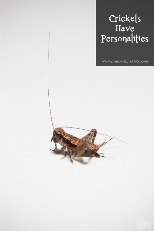 Crickets Have Personalities!Researchers have observed differences in personality types in a populati