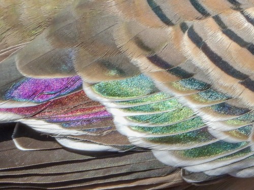 perfect-plumage:Crested Pigeon (Ocyphaps lophotes) © Samuel Burckhardt