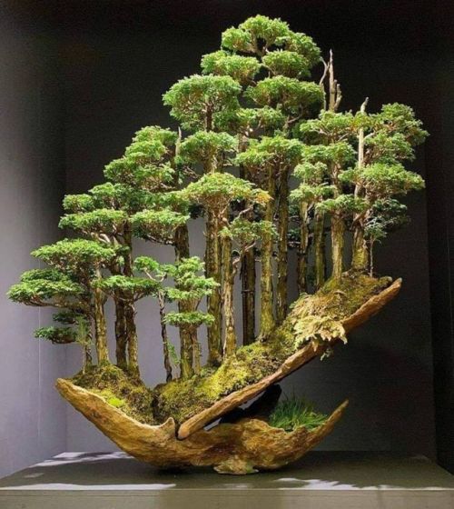 An incredible contemporary bonsai art by Kimura Masahiko 木村正彦, sold during the Annual Nippon Bonsai 