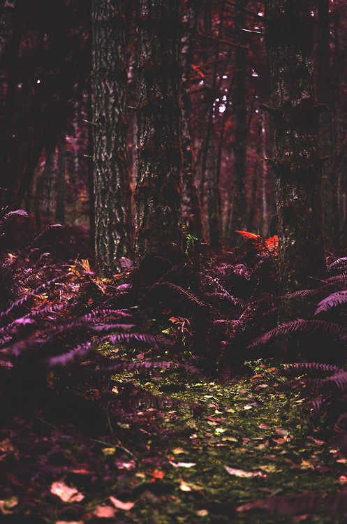 earth-witch:deeplovephotography ~vancouver Island~ infrared