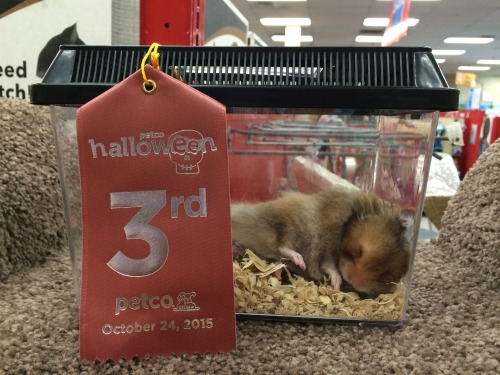 kokomomothepeach: I entered my hamster, Mr. Papas, in a Halloween costume contest at Petco. He dress