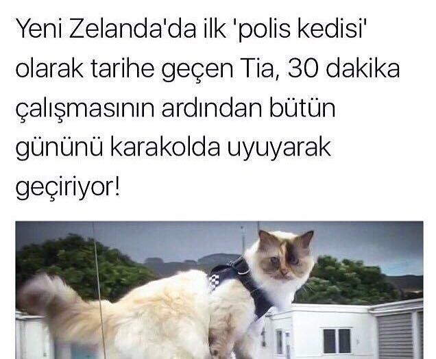 Yeni Zelanda'da ilk "polis...