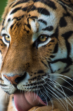 h4ilstorm:Yorkshire Wildlife Park (by Dave learns his Dig SLR?)