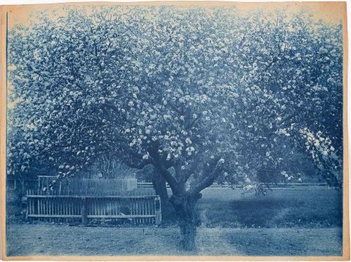 dappledwithshadow: Blooming Tree, Arthur Wesley DowCyanotype, c.1901