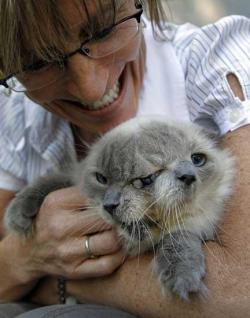 designercunt:  ”Frankie and Louie” the world’s longest surviving Janus Cat, whose loving owner saved him from euthanasia  when told he would live a day or two.  He is now 13.