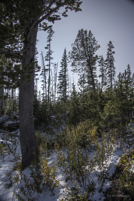 Young Lodgepole Pine in an old burn area, Sylvan Pass, Yellowstone National Park: (c) riverwindphotography, September 2020