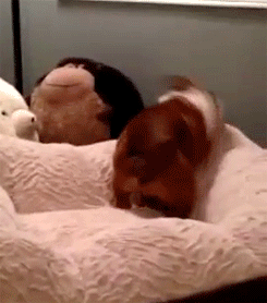 nellymirikitani:  kellymagovern:English Bulldog puppy loves his new bed [x]this was me drunk one night in 2007. i jumped on the bed and flew off it getting stuck between it and the wall naked. just like this puppy. 