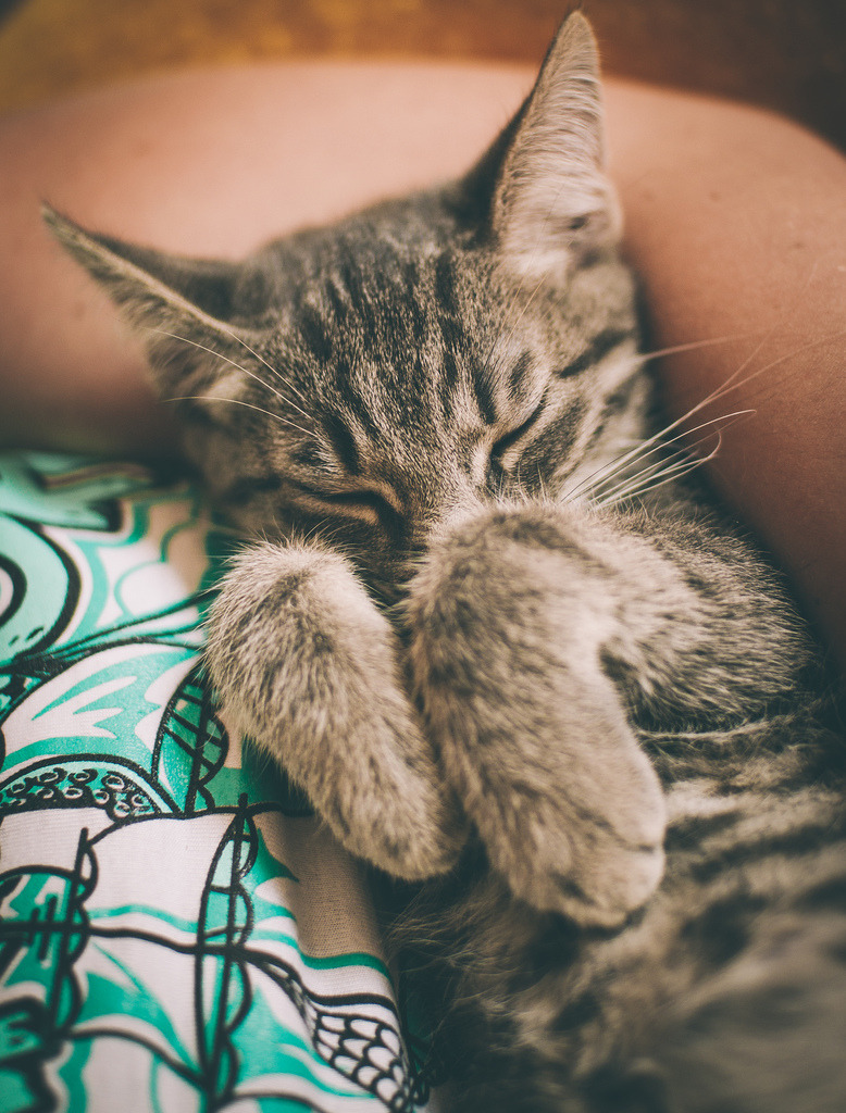 photogenicfelines:  (O.K.Photography)