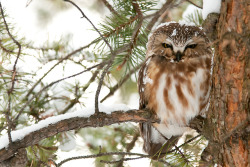 owlsday:  Saw Whet Owl 