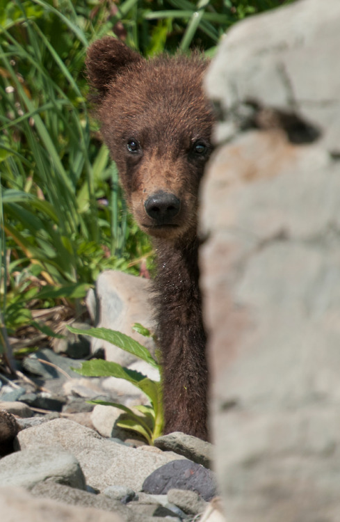 disney:
“It’s time to meet the cubs. Disneynature’s Bears is now playing in theaters.
”