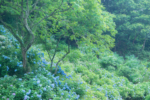 blue garden by doc_2014 on Flickr.