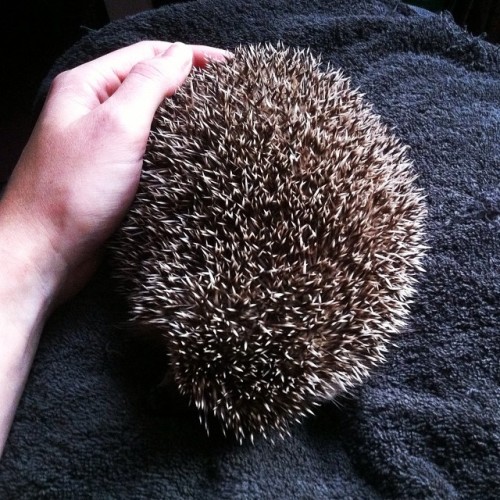 Cuddles
