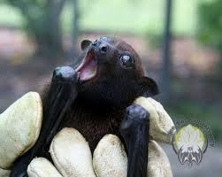 Porn Pics why are bats stigmatized as being creepy?