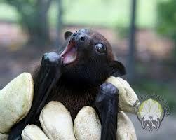 why are bats stigmatized as being creepy?