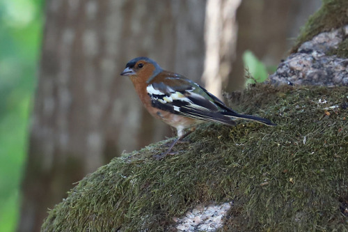 Common chaffinch/bofink and Eurasian nuthatch/nötväcka.