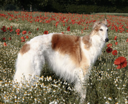 60-60-842:  Borzoi / Russian Wolfhound — Ру́сская