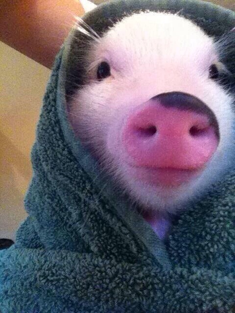 probablybutprobablynotzach:  earthsoldiers:  awwww-cute:  Who could say no to this face  i can’t  Oh my god, I’m dying! Pig pig!