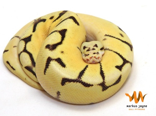 cameoamalthea:  fuckyeahballpythonsmorphs:  “This is by far my favourite ball python hatched here this year. Not because he is a new multi gene morph but because of his personality. He is a bumble bee fire and was born without any eyes. At first