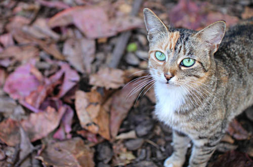 Tabby at Ke’e Beach, Kauai  (via shantybird)